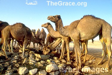 view from TheGrace website     