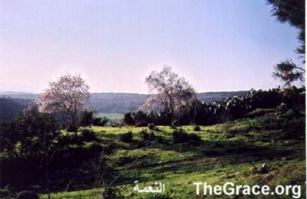 view from TheGrace website     